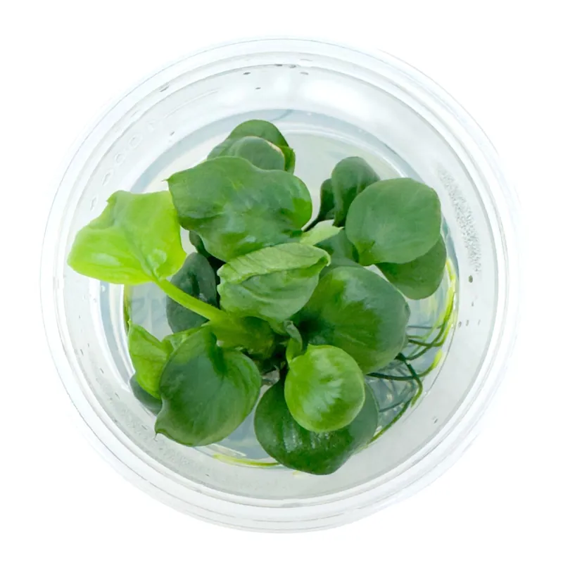 AFA tissue culture-Anubias nana gold coin
