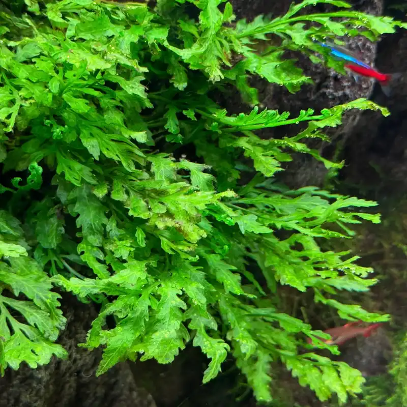 AFA tissue culture-Bolbitis heudelotii