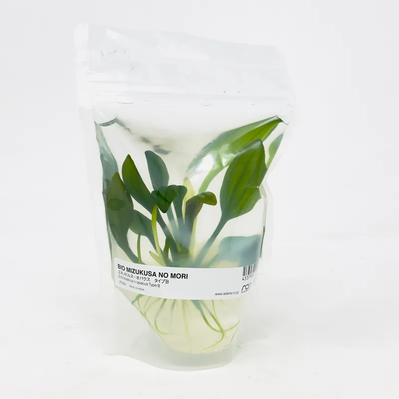 IP330 ADA Tissue Culture - Echinodorus opacus 'Iguazu 2009' type B (Pouch)