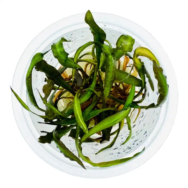 IC353 ADA Tissue Culture - Cryptocoryne spiralis 'Nari'