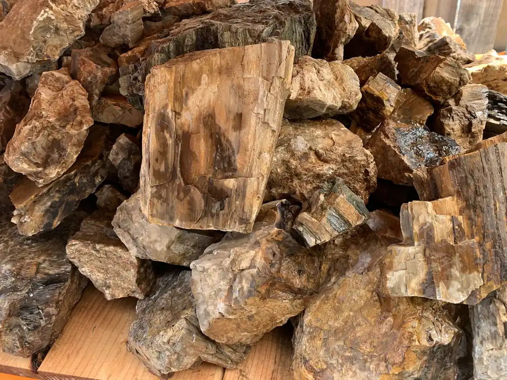 Petrified Wood Stone - Aqua Rocks Colorado