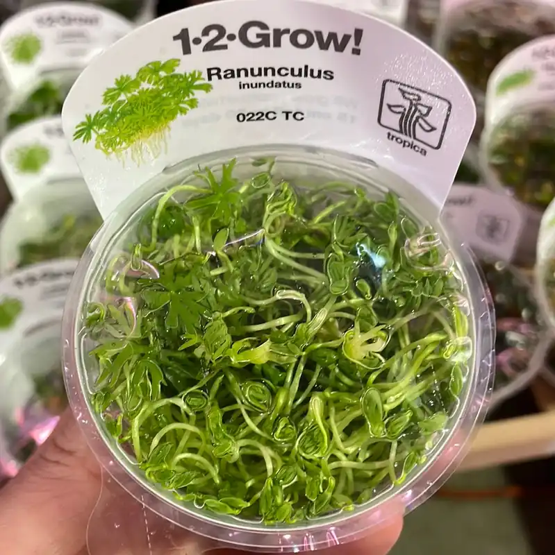 Ranunculus inundatus - TC Tropica