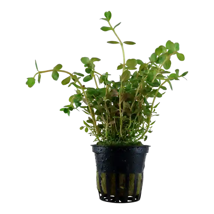 Rotala rotundifolia pot - Tropica