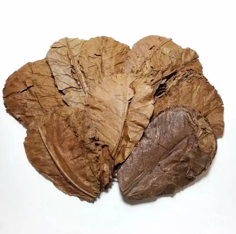 Almond Leaves for Bettas - Aqua Rocks Colorado