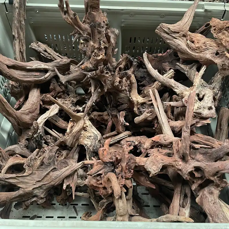 Pacific Bogwood - Large