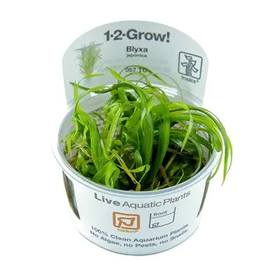 Blyxa Japonica - TC