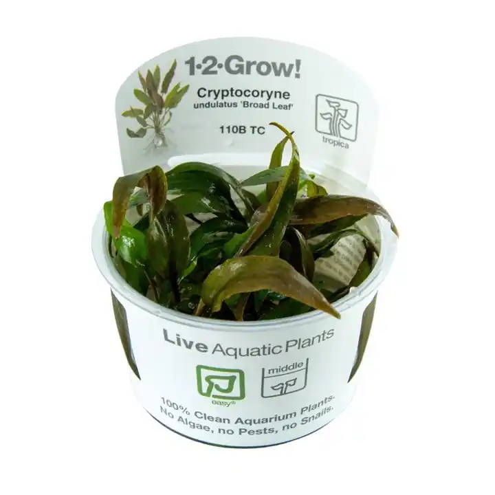 Cryptocoryne undulata 'Broad Leaf' - TC
