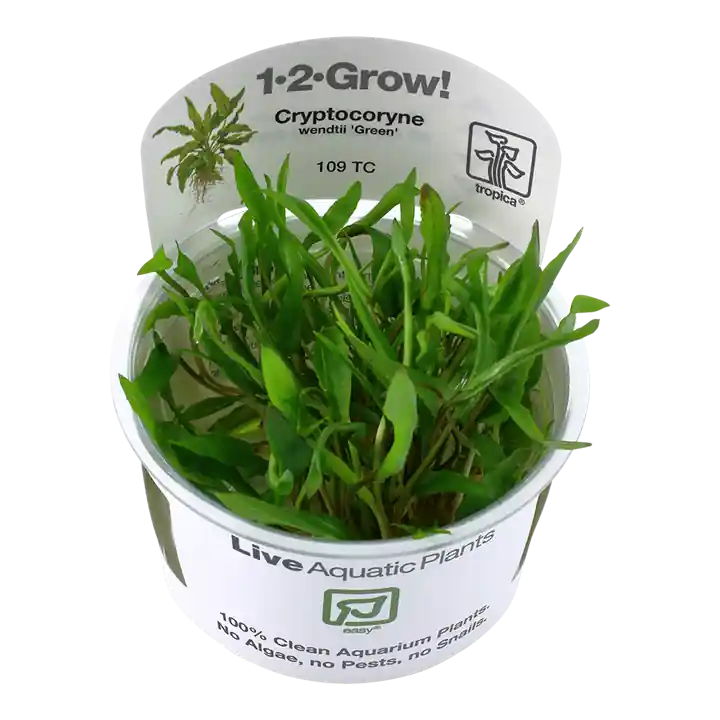Cryptocoryne wendtii 'Green' - TC