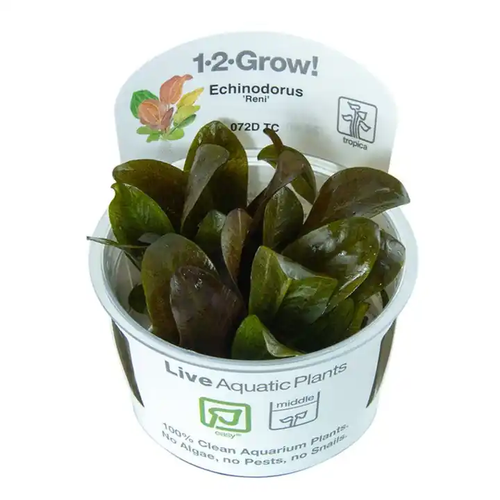 Echinodorus 'Reni' - TC