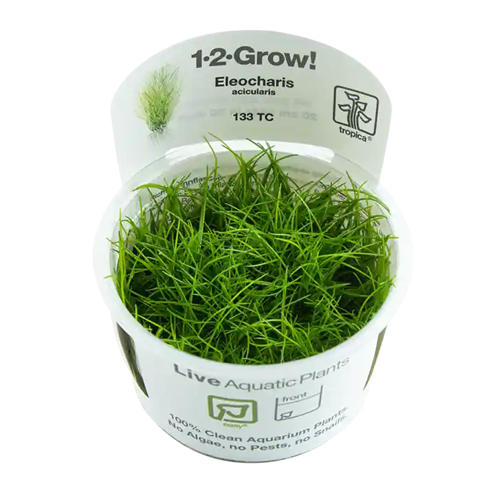 Eleocharis acicularis - TC