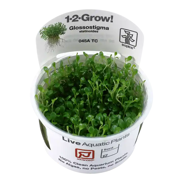 Glossostigma elatinoides - TC