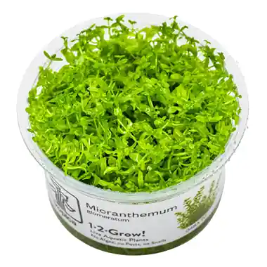 Micranthemum glomeratum - TC