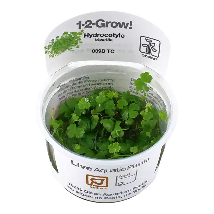 Hydrocotyle tripartita - TC