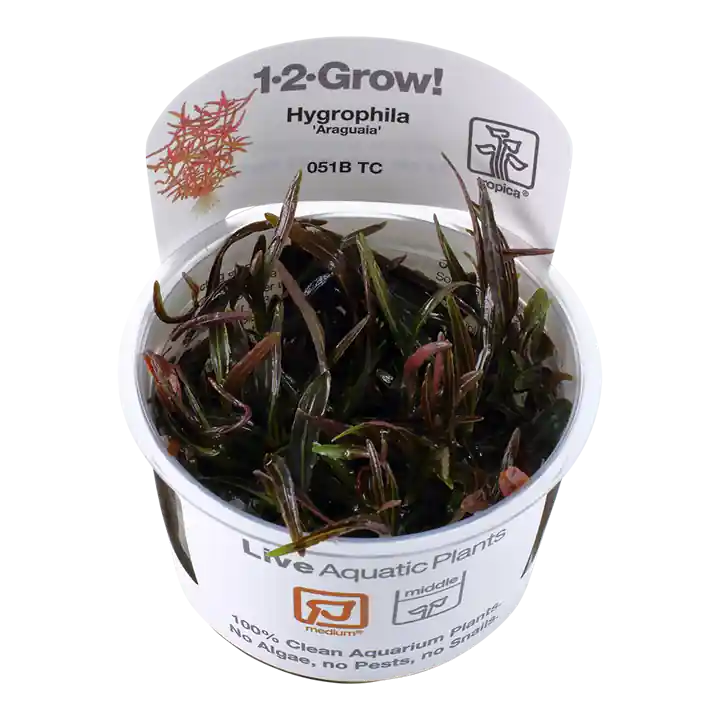 Hygrophila lancea 'Araguaia' - TC