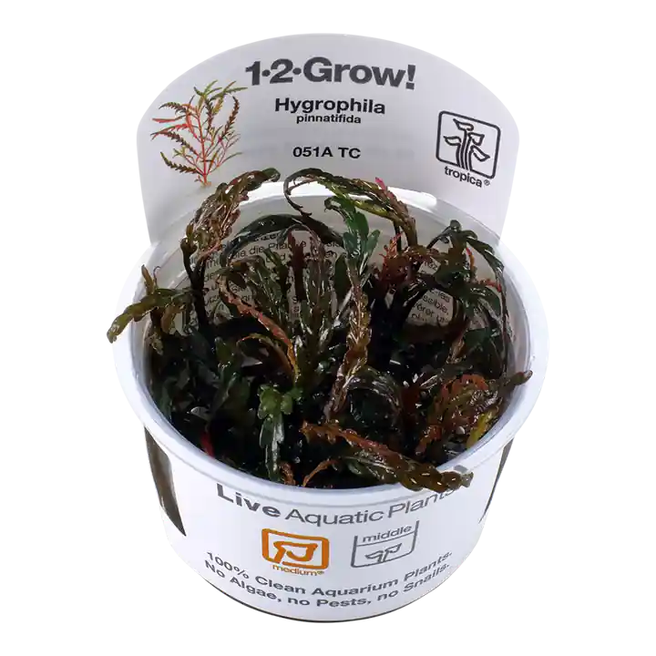 Hygrophila pinnatifida - TC