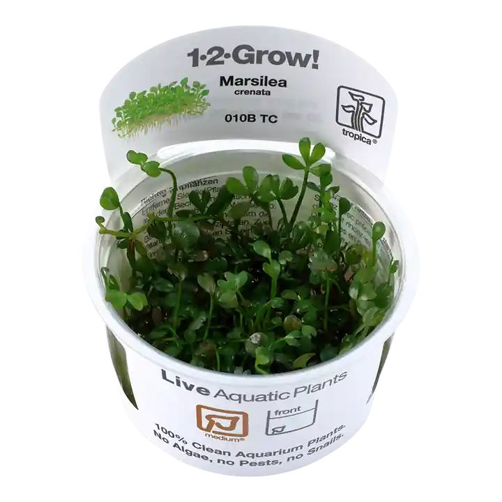Marsilea crenata (Minuta)- TC