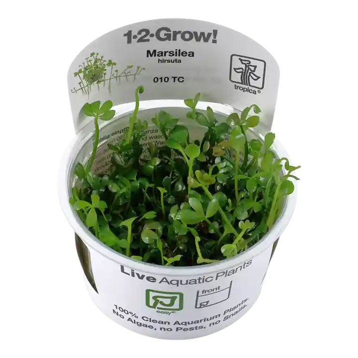 Marsilea hirsuta - TC
