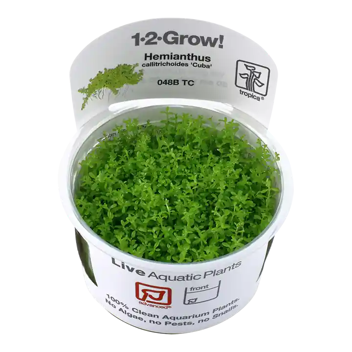 Helenthium callitrichoides 'Cuba' - TC