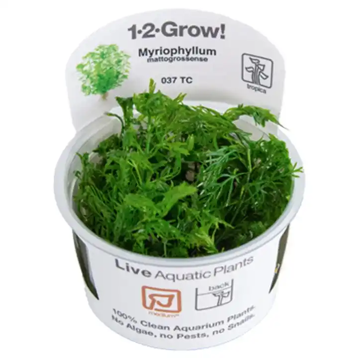 Myriophyllum mattogrossense - TC