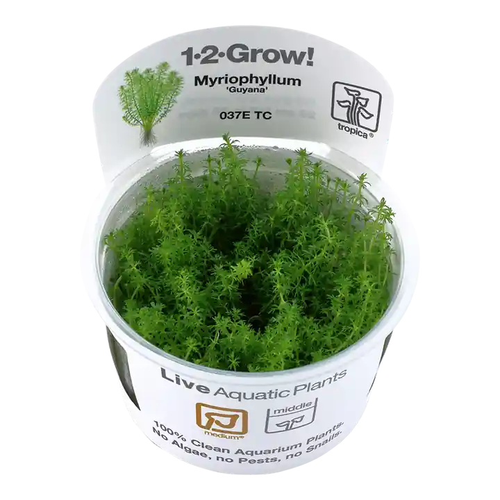 Myriophyllum sp. 'Guyana' - TC