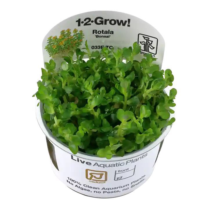 Rotala indica 'Bonsai' - TC