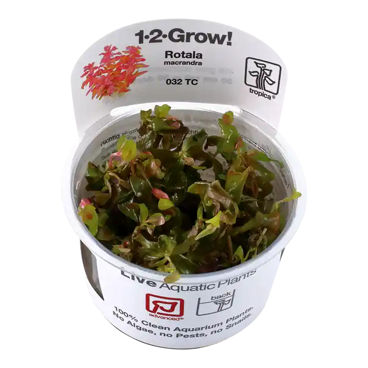 Rotala macrandra - TC