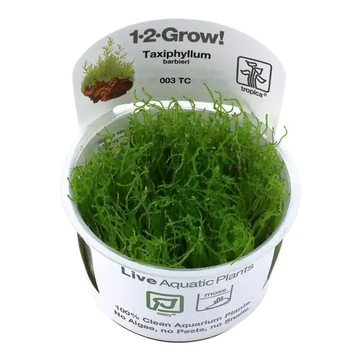 Taxiphyllum barbieri - TC