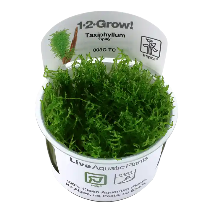 Taxiphyllum 'Spiky' - TC