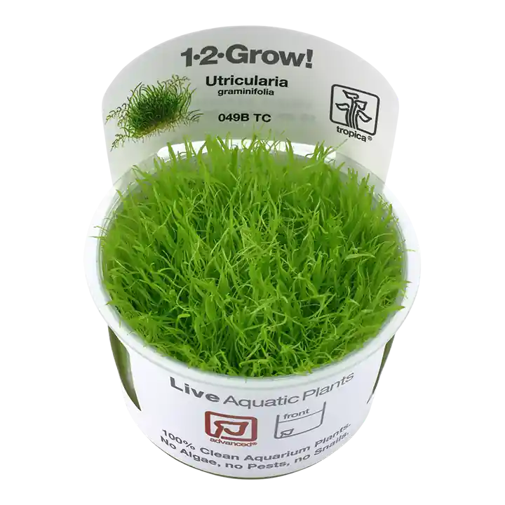 Utricularia graminifolia - TC
