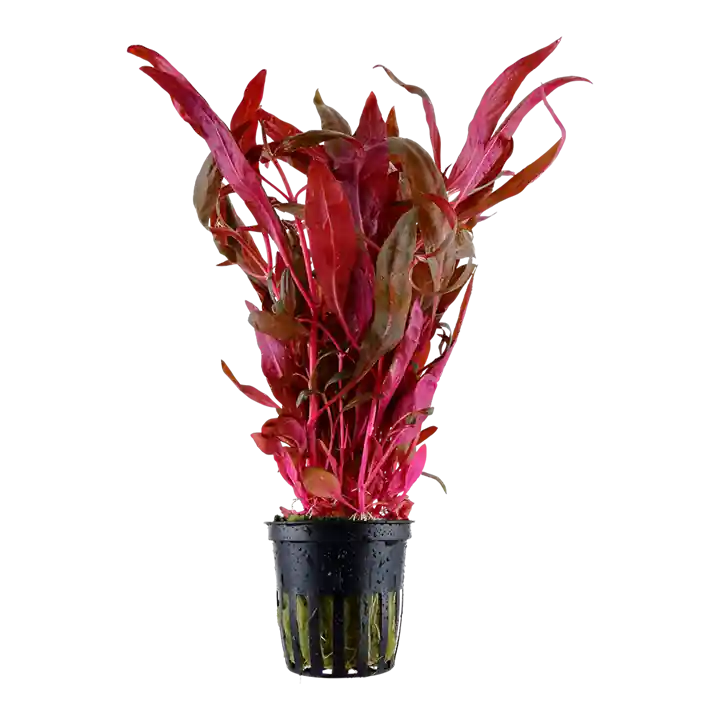 Alternanthera reineckii 'Pink' - Tropica