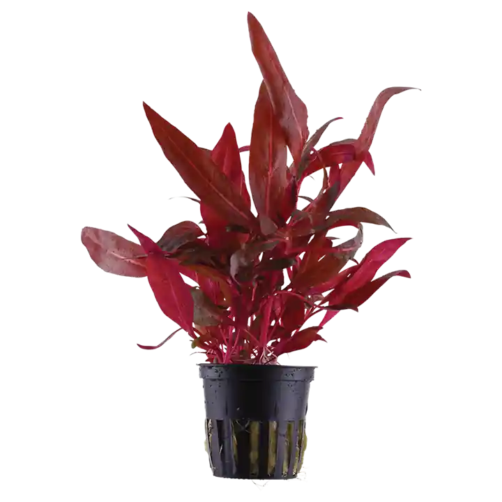 Alternanthera reineckii 'Rosanervig' - Tropica