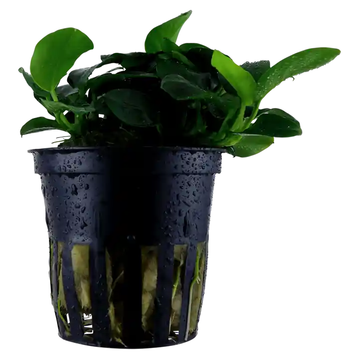 Anubias barteri 'Petite' - Tropica