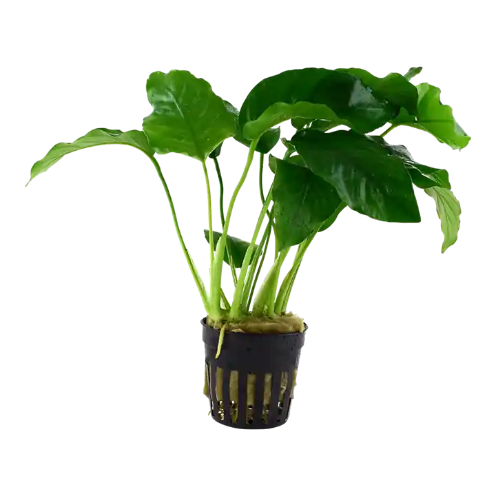 Anubias barteri var Barteri - Tropica