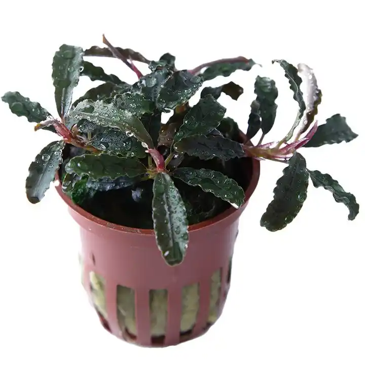 Bucephalandra 'Kedagang' - Tropica