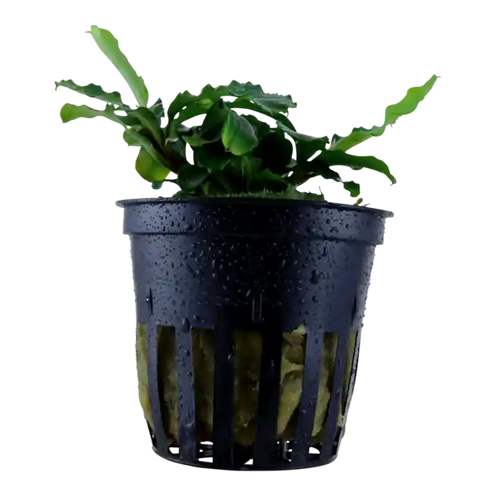 Bucephalandra pygmaea Wavy Green - Tropica