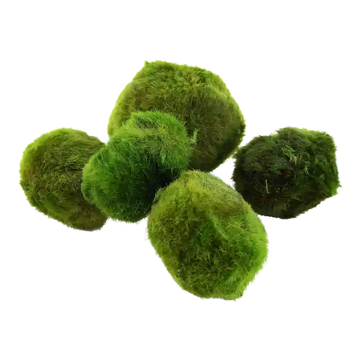 Aegagropila linnaei - Moss Ball (each)