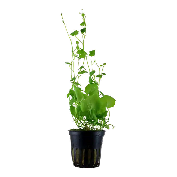 Cardamine lyrata - Tropica