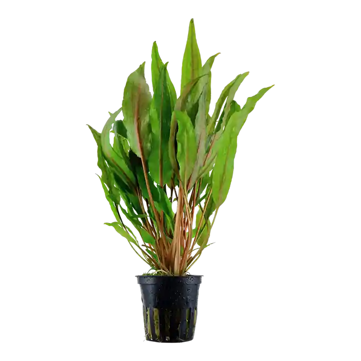 Cryptocoryne undulata 'Broad Leaves' - Tropica