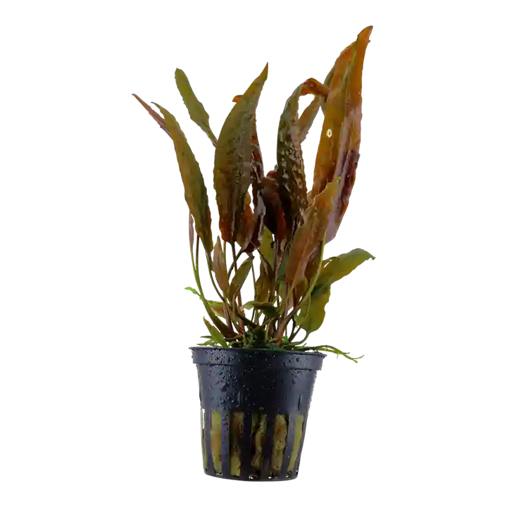 Cryptocoryne usteriana - Tropica