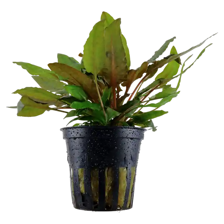 Cryptocoryne wendtii 'Tropica' - Tropica