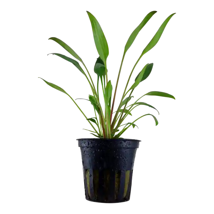Cryptocoryne x willisii - Tropica