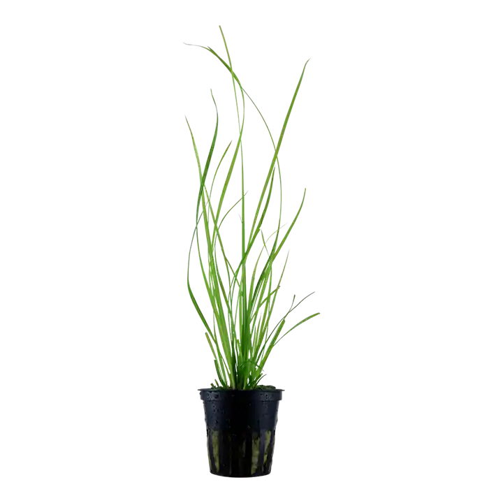 Cyperus helferi - Tropica