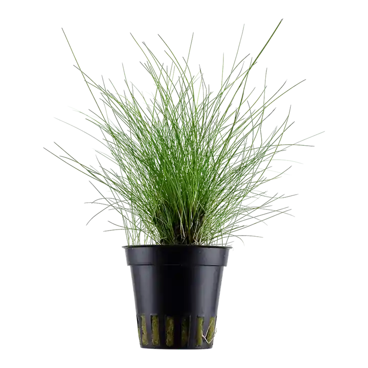 Eleocharis parvula - Tropica