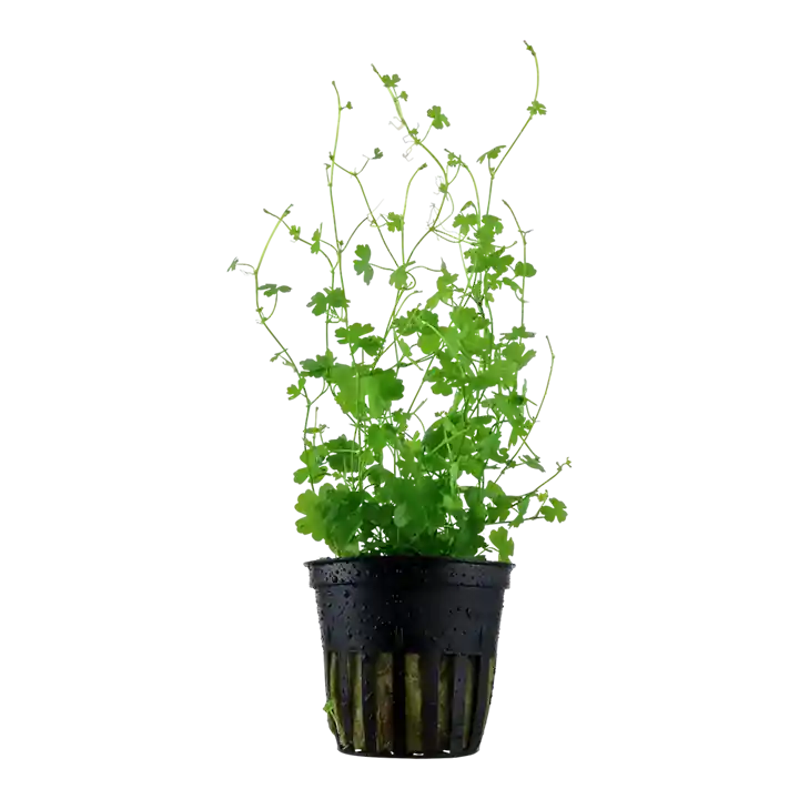 Hydrocotyle tripartita - Tropica