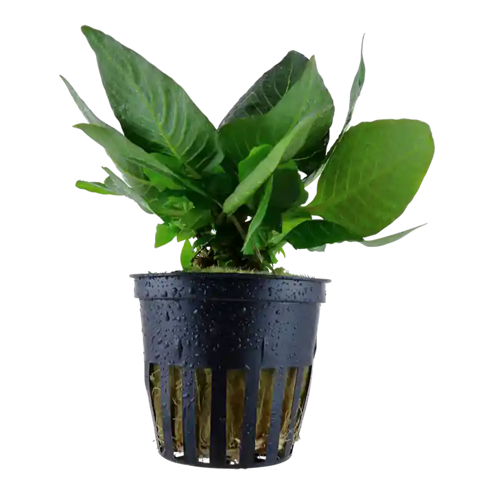 Hygrophila corymbosa 'Compact' - Tropica