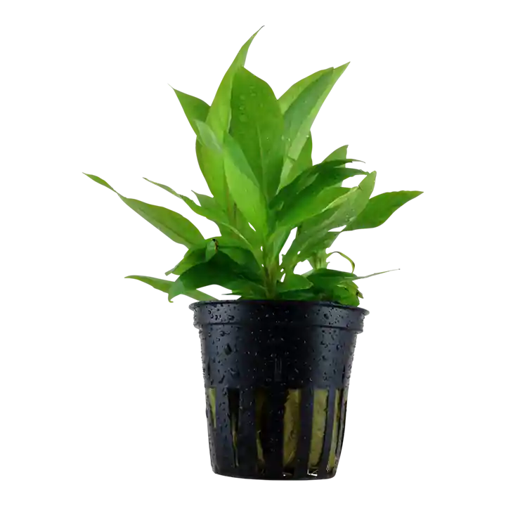 Hygrophila corymbosa 'Siamensis' - Tropica