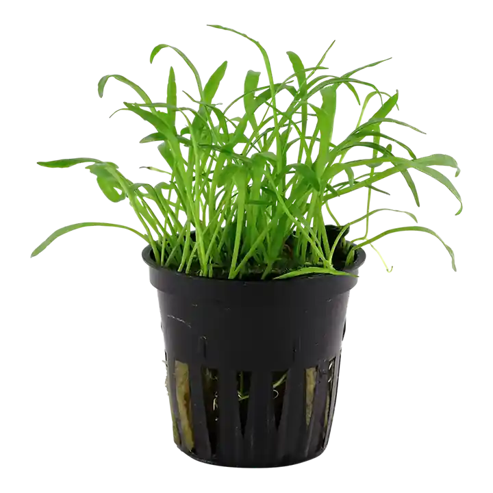 Lilaeopsis brasiliensis - Tropica