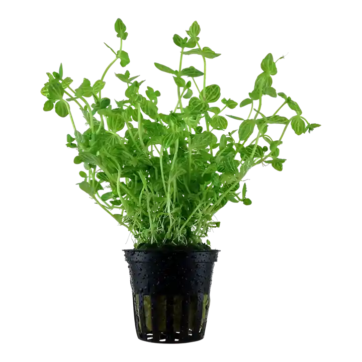 Lindernia rotundifolia - Tropica
