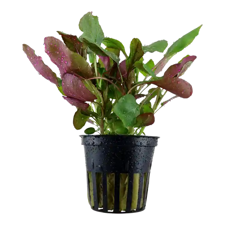 Lobelia cardinalis - Tropica