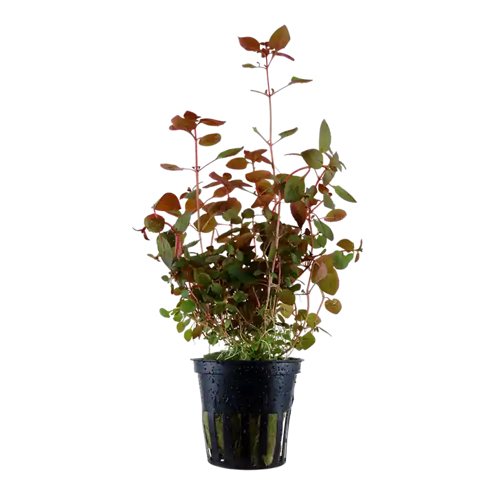 Ludwigia palustris 'Super Red' - Tropica